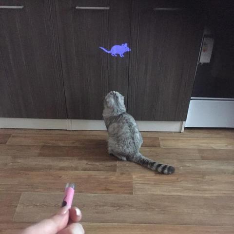 Feline Fun Projector Toy